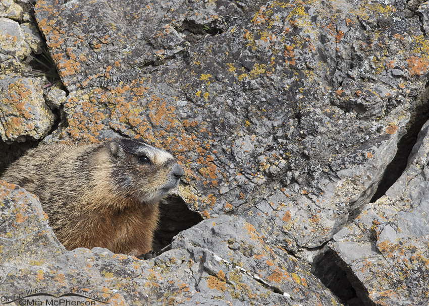 Yellow-bellied Marmot with lichen covered rocks
