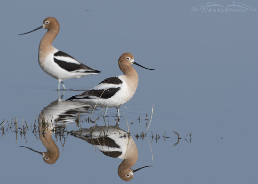 Pair of American Avocets in the marsh of Bear River MBR