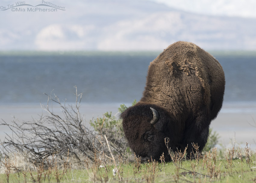 Bison bull grazing on spring grasses