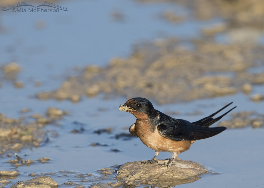 Barn Swallow with a bill full of mud