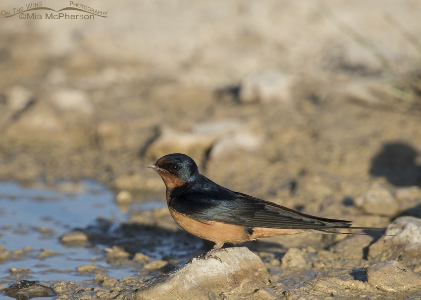 Barn Swallow at the edge of a puddle