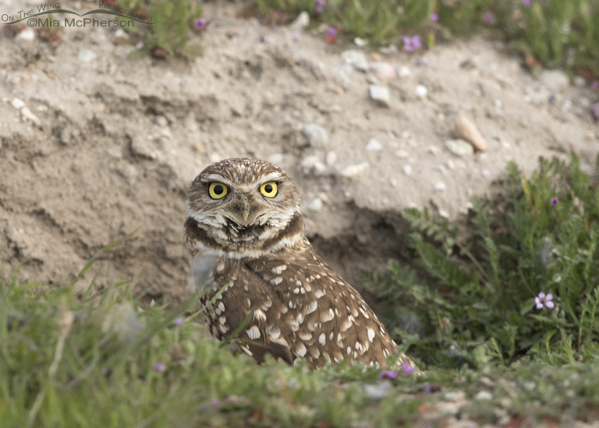 Burrowing Owl adult at burrow on a cloudy day