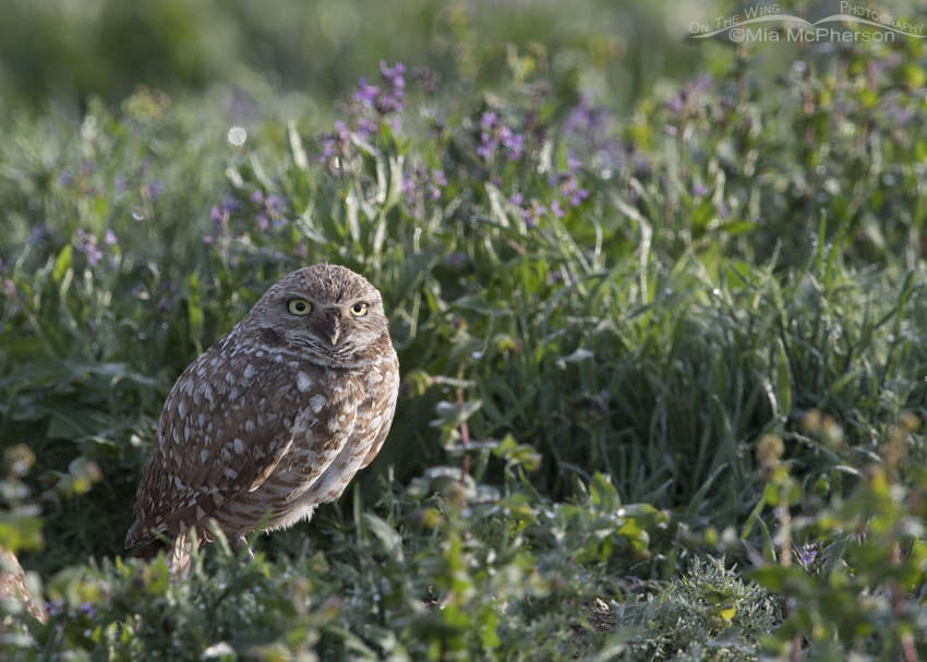 Side lit male Burrowing Owl in wildflowers