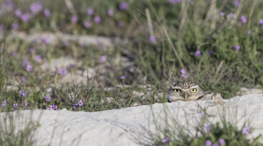Female Burrowing Owl peeking out of her burrow