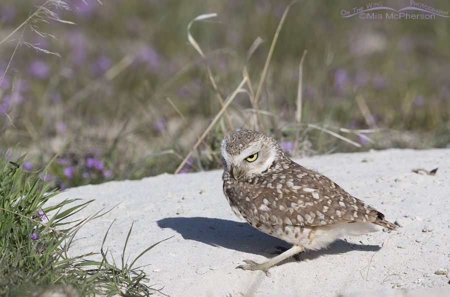 Male Burrowing Owl checking out the burrow