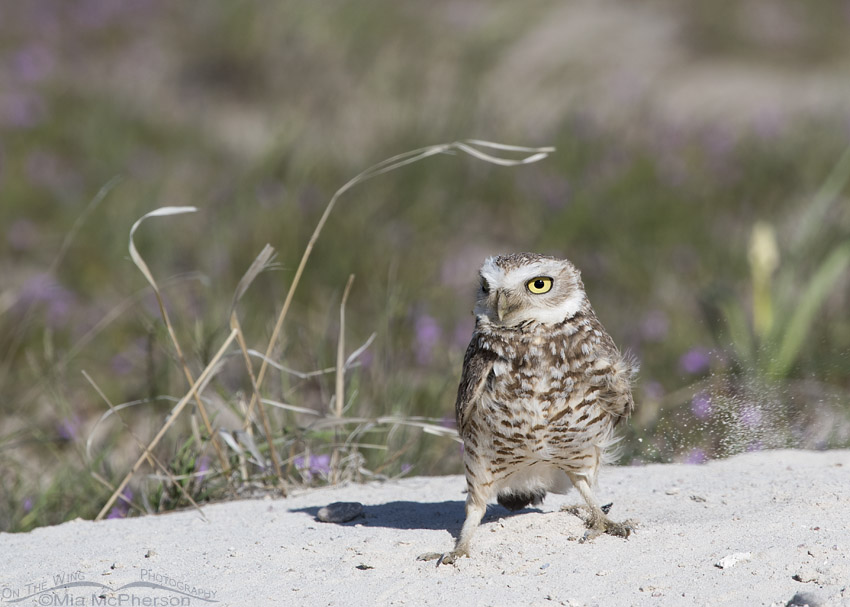 Male Burrowing Owl kicking up sand in a stiff wind