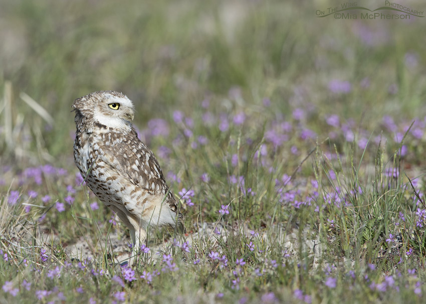 Male Burrowing owl in a field of wildflowers