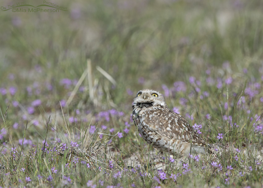 Burrowing Owl male checking out the sky