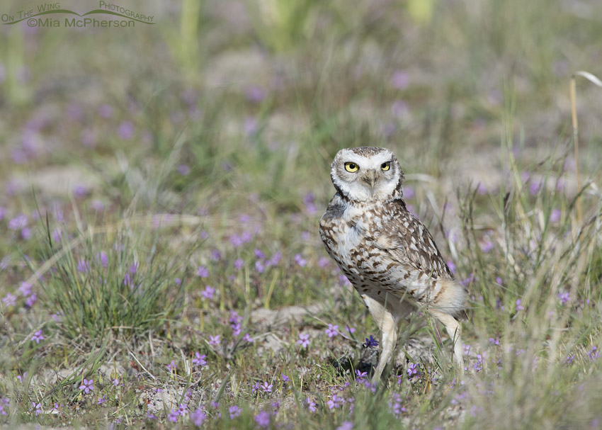 Burrowing Owl male on a windy day
