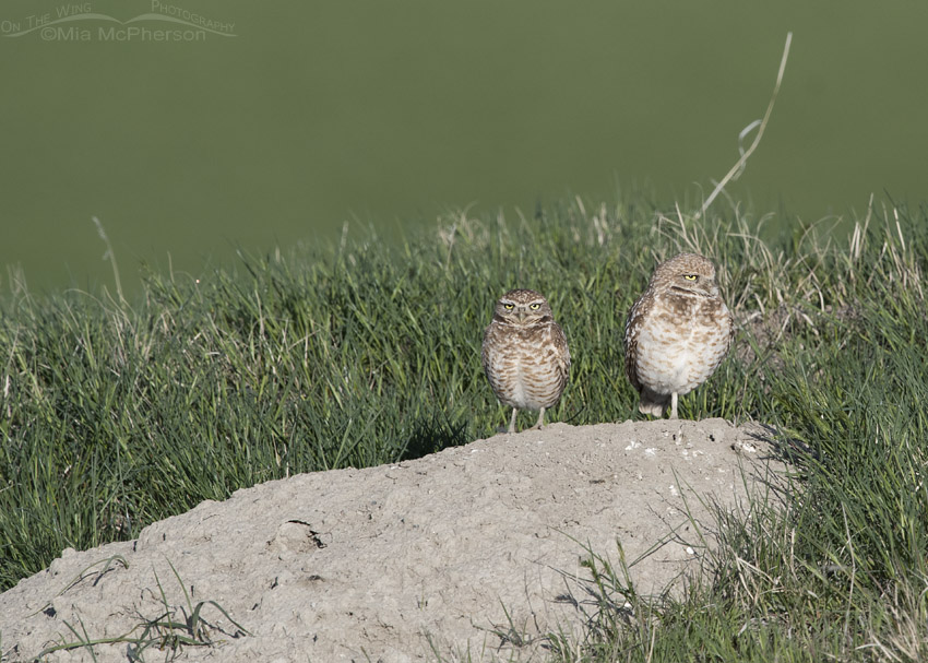 Burrowing Owls on a grassy hill