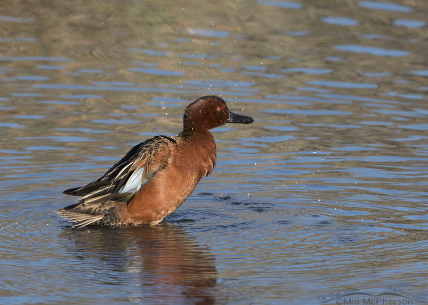 Male Cinnamon Teal shaking his feathers in a pond