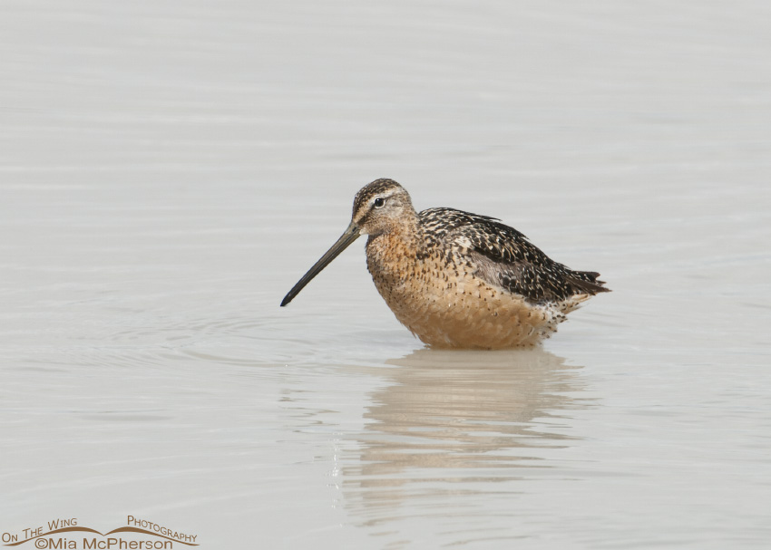 Long-billed Dowitcher in a silty pond