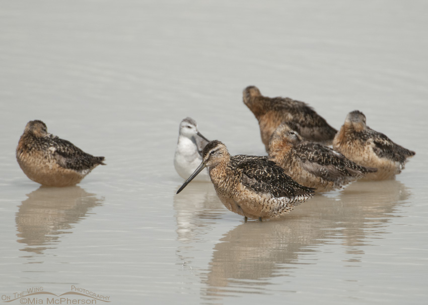 Long-billed Dowitcher Images