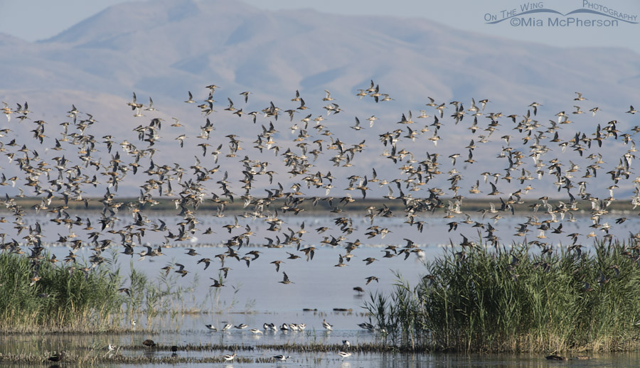 Flock of Long-billed Dowitchers in flight