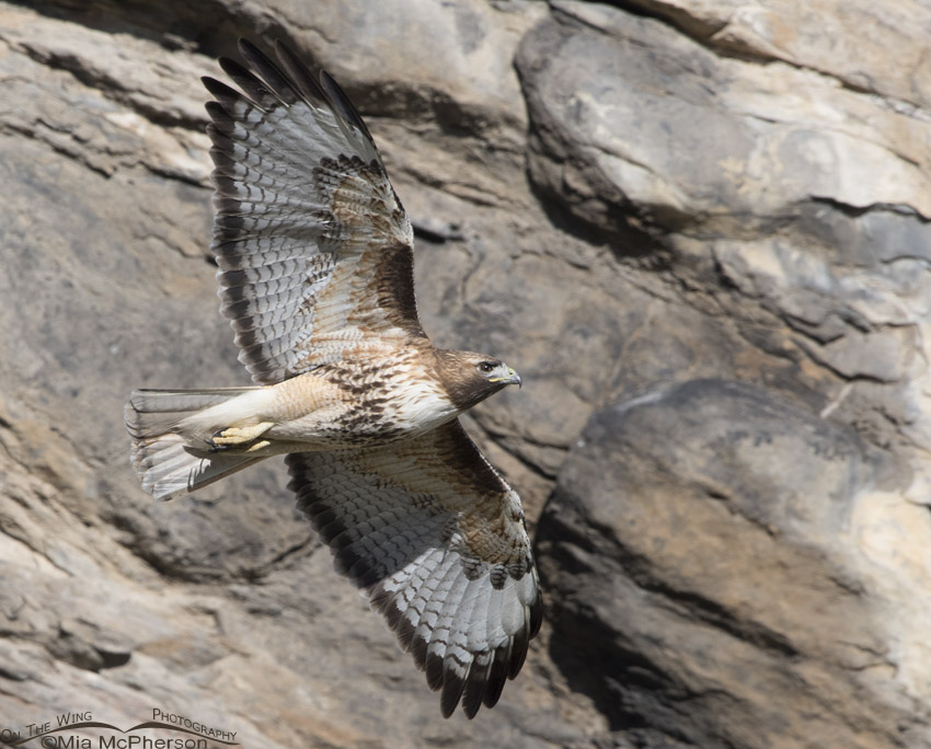 Red-tailed Hawk flying in front of a rock face