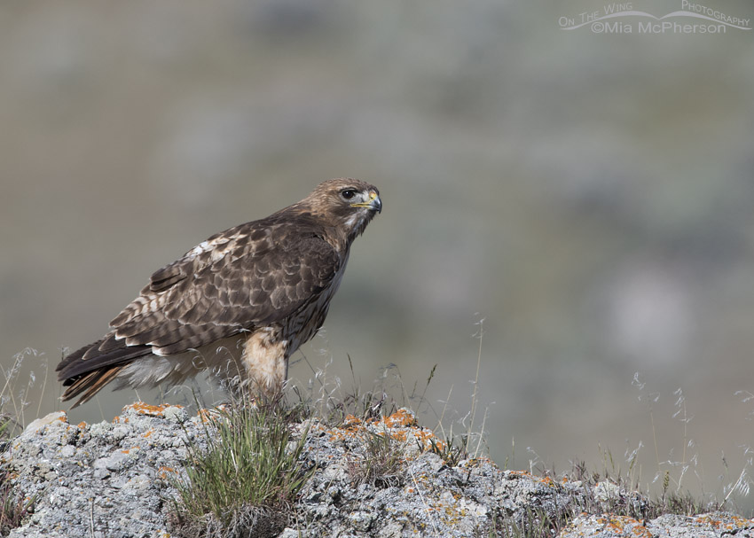 Red-tailed Hawk on a rocky perch