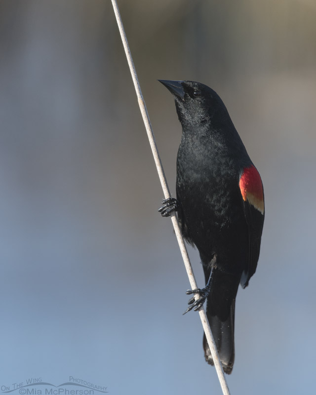 Sleek male Red-winged Blackbird