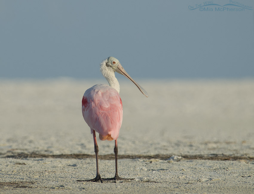 Roseate Spoonbill looking over its shoulder