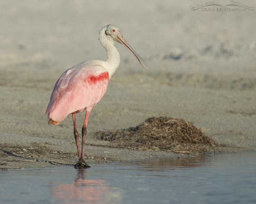 Roseate Spoonbill standing at the edge of the lagoon