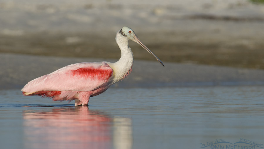 Roseate Spoonbill in a saltwater lagoon