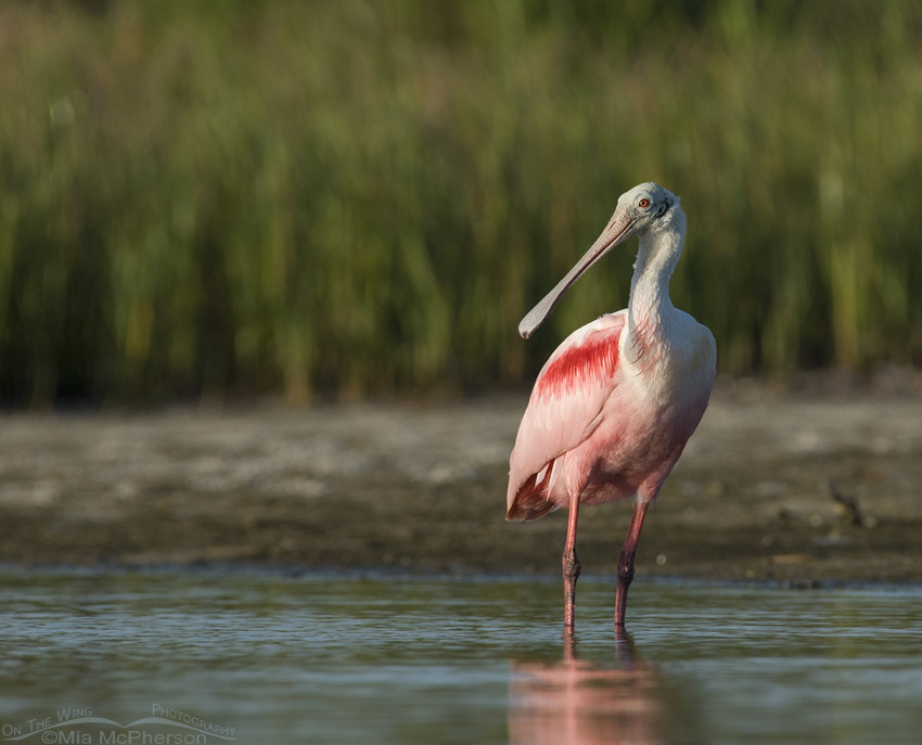 Roseate Spoonbill in a tidal pool at Fort De Soto