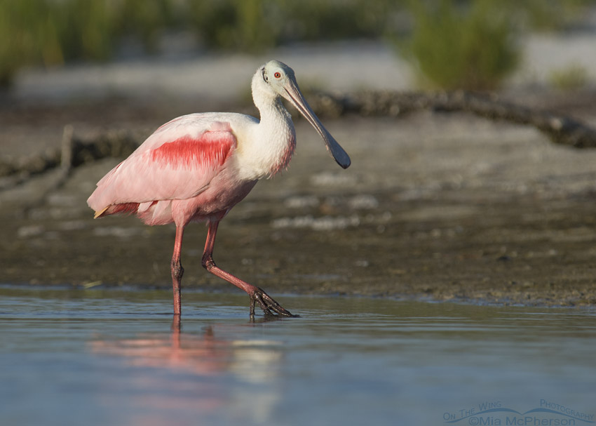 Roseate Spoonbill on the move