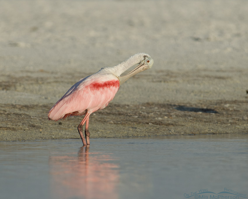 Roseate Spoonbill preening its neck in a lagoon