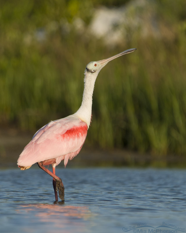 Stretching Roseate Spoonbill