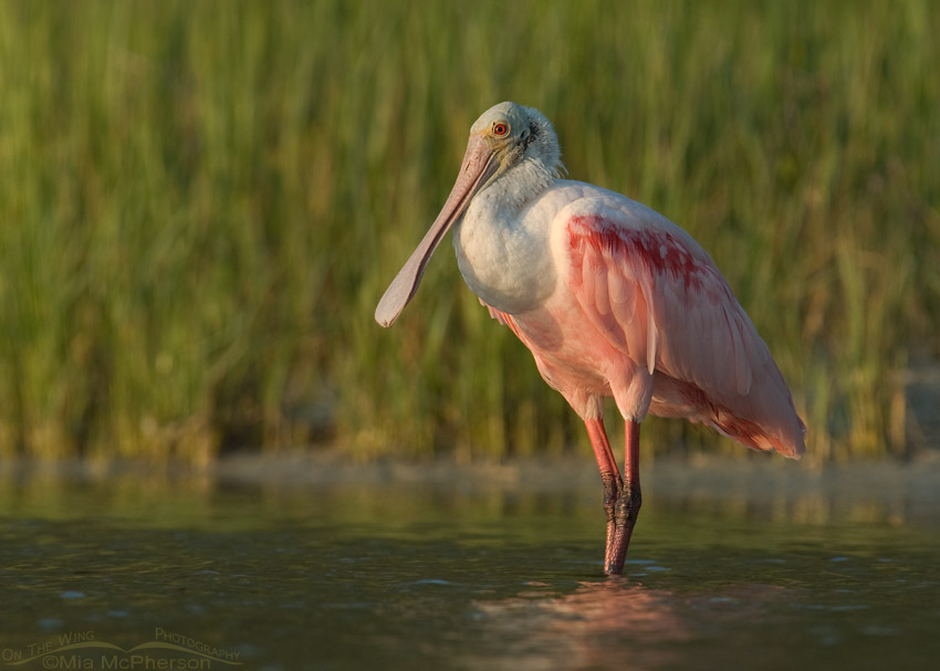 Roseate Spoonbill at sunset