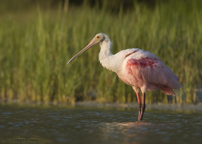 Sunset with a Roseate Spoonbill