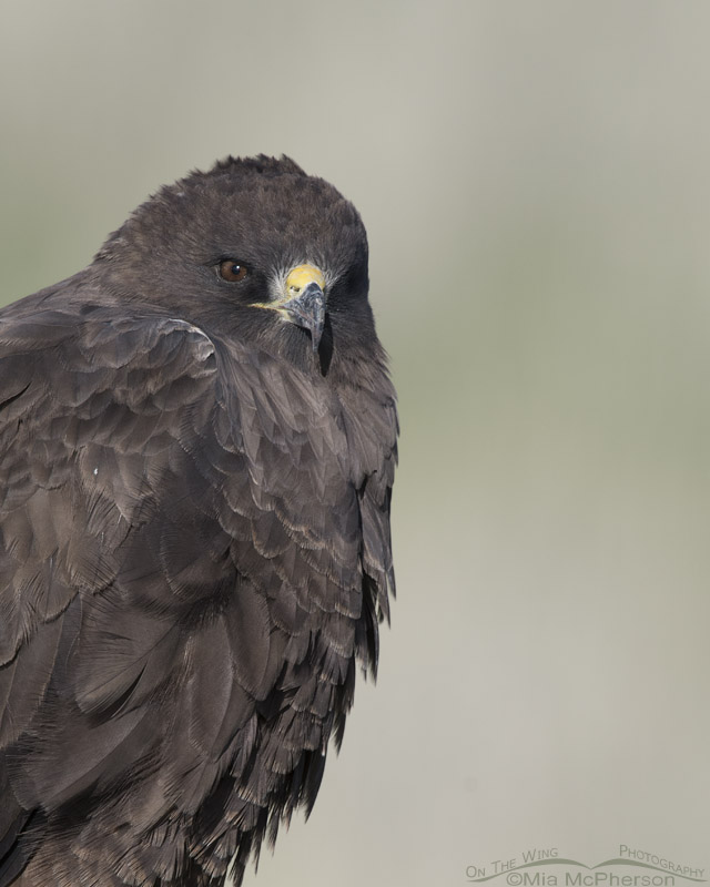 Dark morph Swainson's Hawk up close