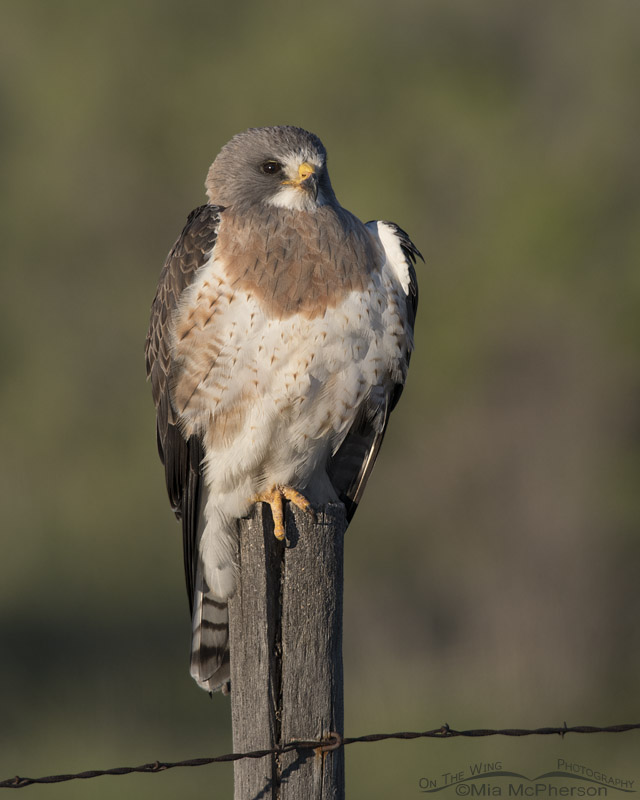Male light morph Swainson's Hawk in morning light