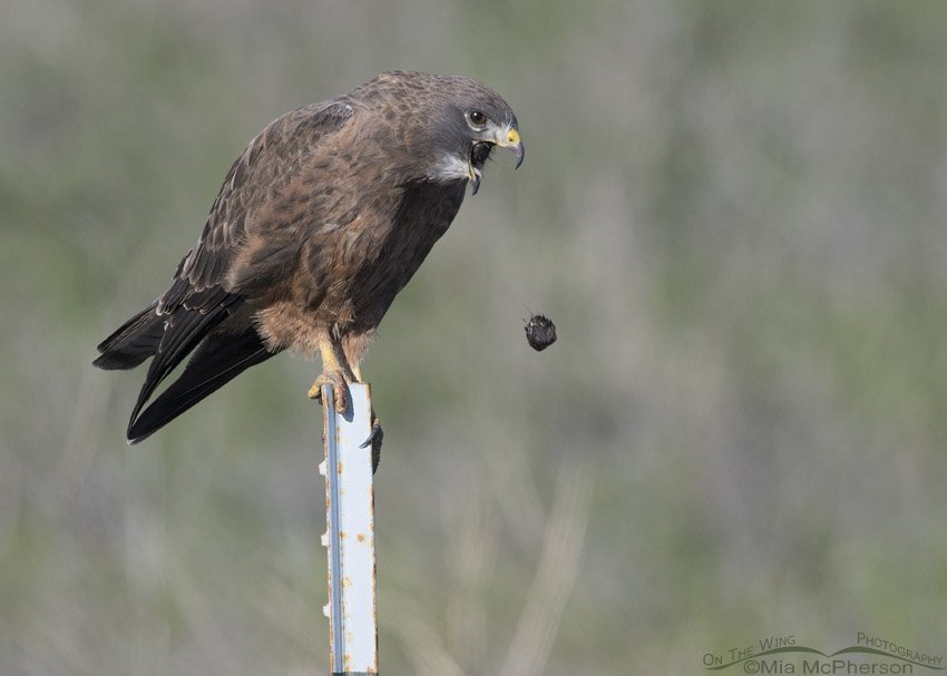 Male Swainson's Hawk casting a pellet