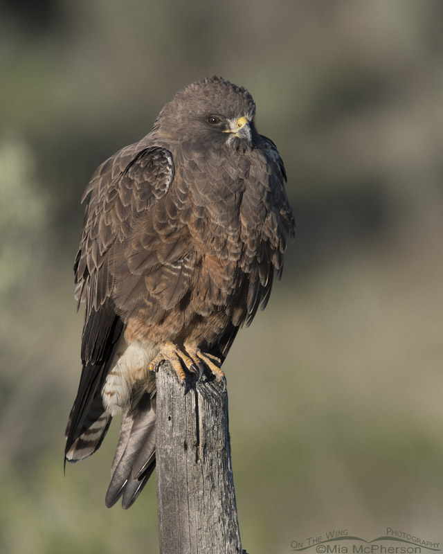 Dark morph Swainson's Hawk in early morning light