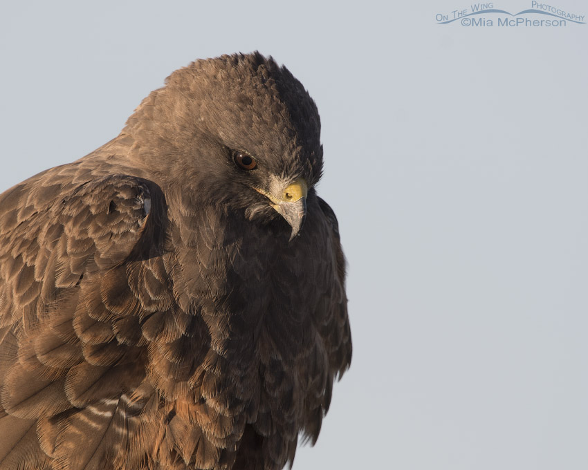 Close up of dark morph Swainson's Hawk in golden light