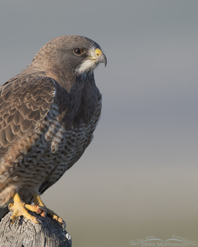 Adult Swainson's Hawk close up in side light