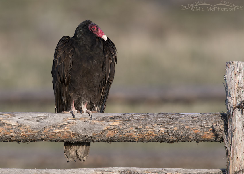 Turkey Vulture on the rail of an old corral