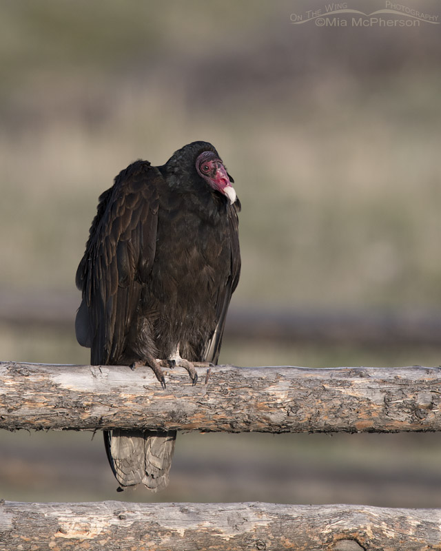 Turkey Vulture greeting the sun at an old corral