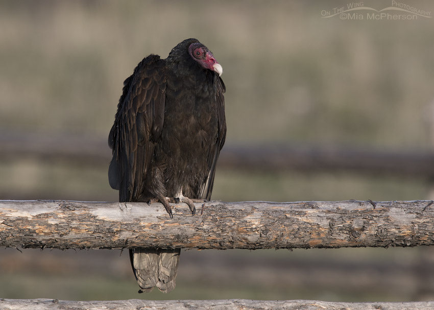Turkey Vulture roosting on an old corral