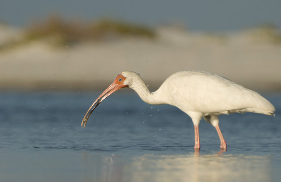 White Ibis with a crab in its bill