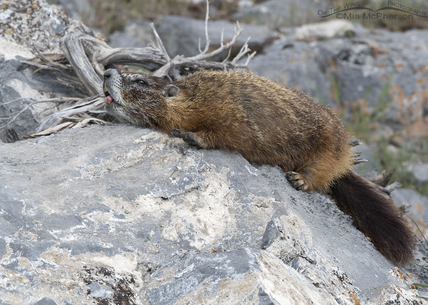 Yellow-bellied Marmot about to yawn