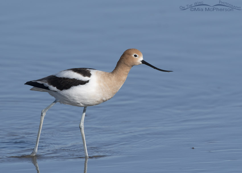 American Avocet with water in the background