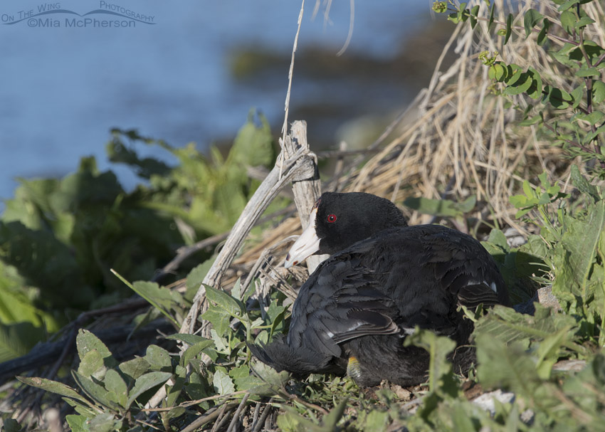 American Coot either nesting or resting