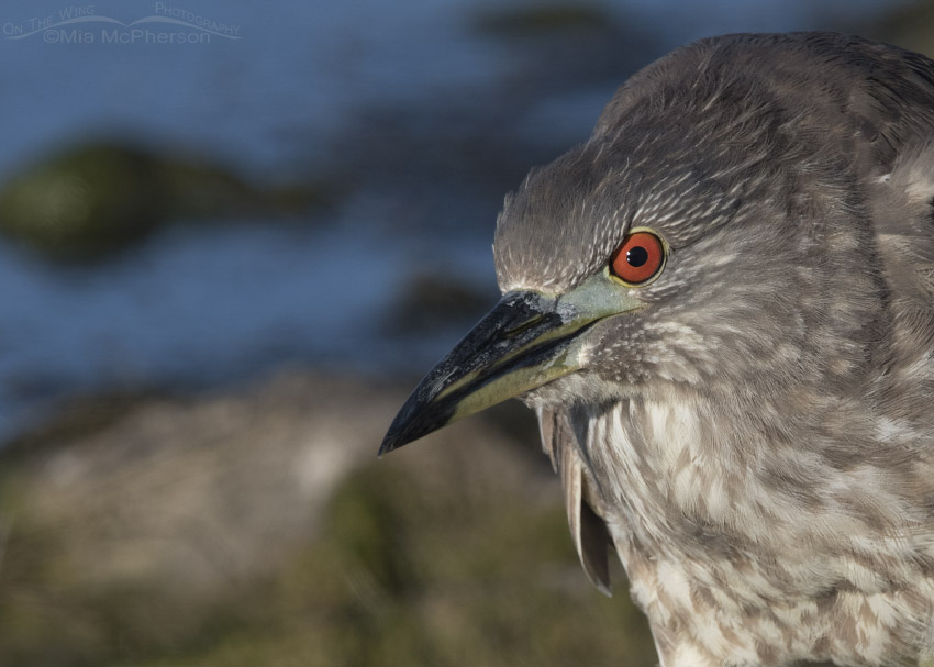 Close up juvenile Black-crowned Night Heron