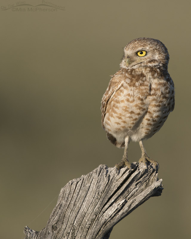 Adult male Western Burrowing Owl on an old fence post