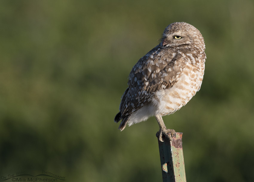 Burrowing Owl in front of a green field