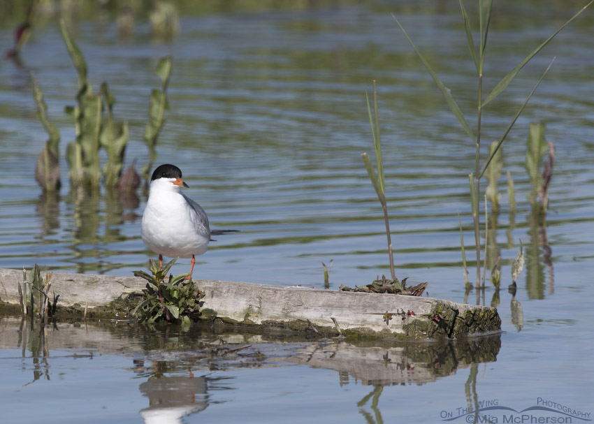 Forster's Tern on a log