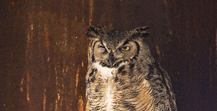 Winking Great Horned Owl