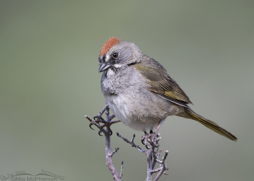Green-tailed Towhee Images