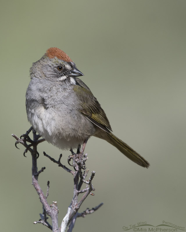 Green-tailed Towhee in a canyon, Wasatch Mountains, Morgan County, Utah